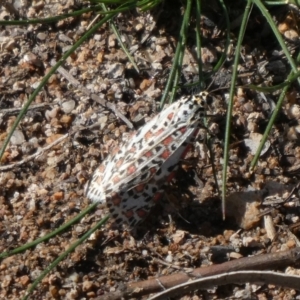 Utetheisa pulchelloides at Theodore, ACT - 4 May 2019 01:03 PM