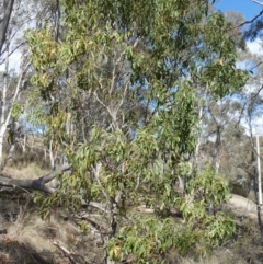 Acacia implexa (Hickory Wattle, Lightwood) at Tuggeranong Hill - 4 May 2019 by Owen