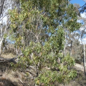 Acacia implexa at Theodore, ACT - 4 May 2019