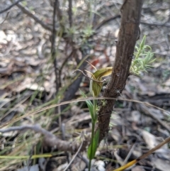Diplodium laxum (Antelope greenhood) at Mount Jerrabomberra - 4 May 2019 by MattM