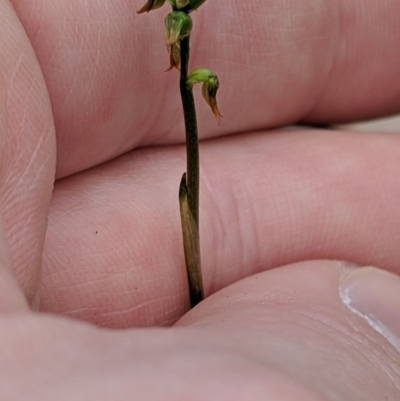 Corunastylis clivicola (Rufous midge orchid) at Jerrabomberra, NSW - 4 May 2019 by MattM