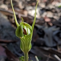 Diplodium laxum (Antelope greenhood) at Mount Jerrabomberra - 4 May 2019 by MattM