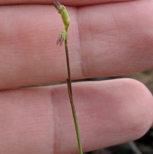 Corunastylis clivicola at Jerrabomberra, NSW - 4 May 2019