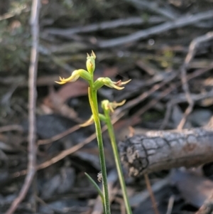 Corunastylis cornuta at Jerrabomberra, NSW - 4 May 2019