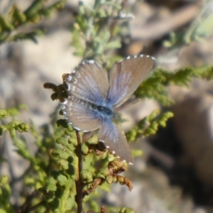 Theclinesthes serpentata at Theodore, ACT - 4 May 2019 12:37 PM