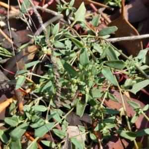 Einadia nutans at Theodore, ACT - 4 May 2019