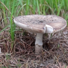 Amanita sp. (Amanita sp.) at Shoalhaven Heads, NSW - 3 May 2019 by Nurjahan