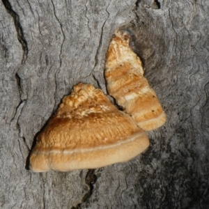 Truncospora ochroleuca at Theodore, ACT - 4 May 2019