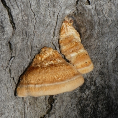 Truncospora ochroleuca at Theodore, ACT - 4 May 2019 by Owen