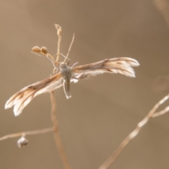 Wheeleria spilodactylus (Horehound plume moth) at Cooleman Ridge - 21 Apr 2019 by SWishart