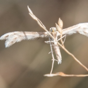 Wheeleria spilodactylus at Chapman, ACT - 21 Apr 2019