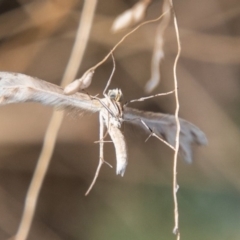 Wheeleria spilodactylus at Chapman, ACT - 21 Apr 2019