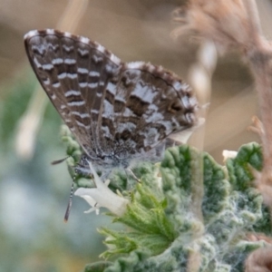 Theclinesthes serpentata at Chapman, ACT - 21 Apr 2019 02:36 PM