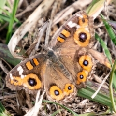 Junonia villida (Meadow Argus) at Chapman, ACT - 21 Apr 2019 by SWishart