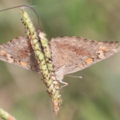 Junonia villida at Chapman, ACT - 21 Apr 2019