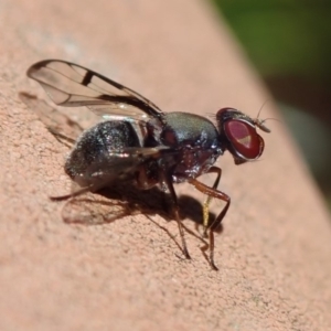 Pogonortalis doclea at Spence, ACT - 4 May 2019