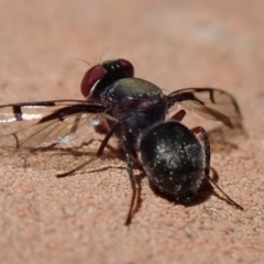 Pogonortalis doclea at Spence, ACT - 4 May 2019