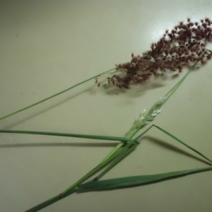 Melinis repens at Campbell, ACT - 4 May 2019