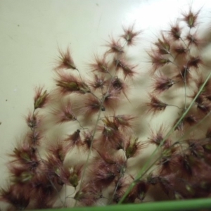 Melinis repens at Campbell, ACT - 4 May 2019 07:27 PM