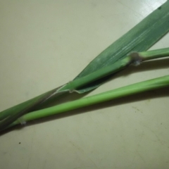 Melinis repens at Campbell, ACT - 4 May 2019 07:27 PM