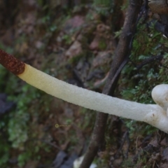 Mutinus boninensis (Mutinus boninensis) at Box Cutting Rainforest Walk - 4 May 2019 by JohnC2