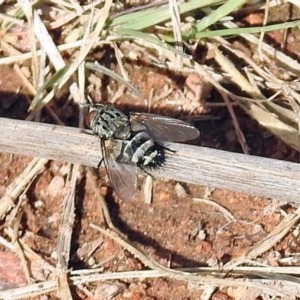 Tachinidae (family) at Chisholm, ACT - 4 May 2019