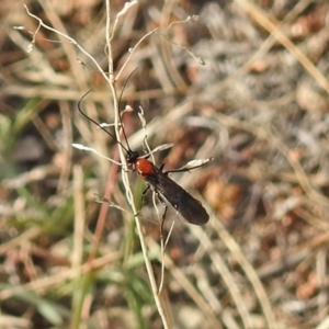 Braconidae (family) at Chisholm, ACT - 4 May 2019