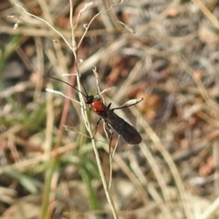 Braconidae (family) at Chisholm, ACT - 4 May 2019