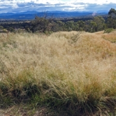 Eragrostis curvula (African Lovegrass) at Chisholm, ACT - 4 May 2019 by RodDeb