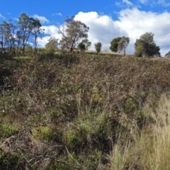 Rubus anglocandicans (Blackberry) at Chisholm, ACT - 4 May 2019 by RodDeb