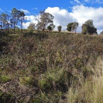 Rubus anglocandicans (Blackberry) at Chisholm, ACT - 4 May 2019 by RodDeb