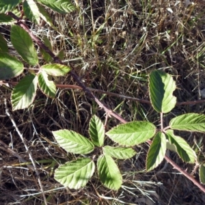 Rubus anglocandicans at Chisholm, ACT - 4 May 2019