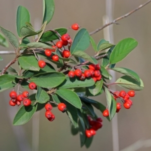 Cotoneaster glaucophyllus at Chisholm, ACT - 4 May 2019