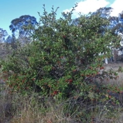 Cotoneaster glaucophyllus at Chisholm, ACT - 4 May 2019