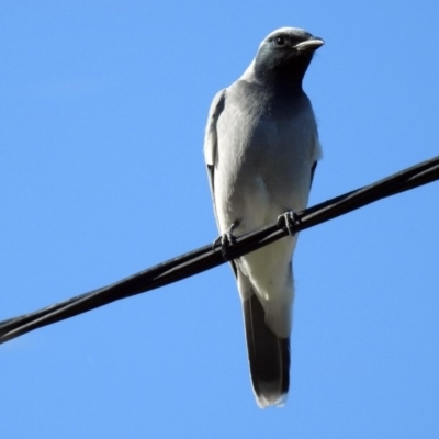 Coracina novaehollandiae (Black-faced Cuckooshrike) at Chisholm, ACT - 4 May 2019 by RodDeb