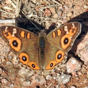 Junonia villida at Chisholm, ACT - 4 May 2019