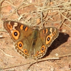 Junonia villida at Chisholm, ACT - 4 May 2019