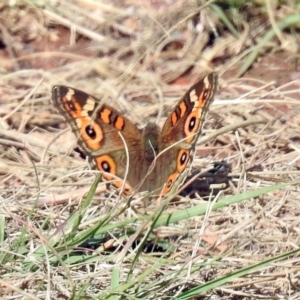 Junonia villida at Chisholm, ACT - 4 May 2019