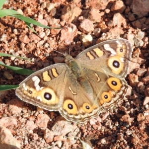 Junonia villida at Chisholm, ACT - 4 May 2019