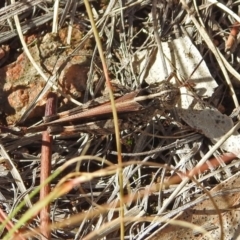 Heteropternis obscurella (A grasshopper) at Chisholm, ACT - 4 May 2019 by RodDeb