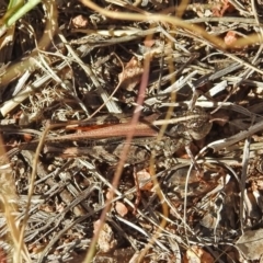 Heteropternis obscurella at Chisholm, ACT - 4 May 2019 02:07 PM