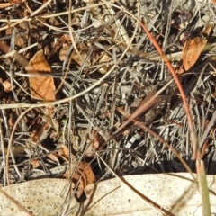 Heteropternis obscurella at Chisholm, ACT - 4 May 2019 02:07 PM