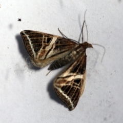 Phrataria transcissata at O'Connor, ACT - 14 Dec 2017