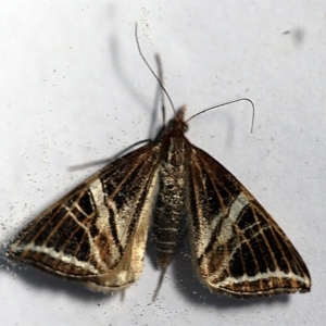 Phrataria transcissata at O'Connor, ACT - 14 Dec 2017