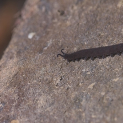 Onychophora sp. (phylum) (Unidentified Velvet Worm) at Cotter River, ACT - 4 May 2019 by danswell