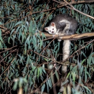 Petauroides volans at Uriarra Village, ACT - 20 Apr 2019