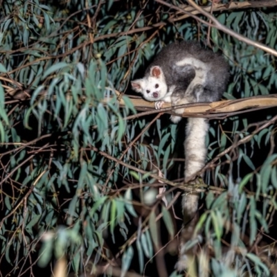 Petauroides volans (Greater Glider) at Uriarra Village, ACT - 20 Apr 2019 by TyrieStarrs