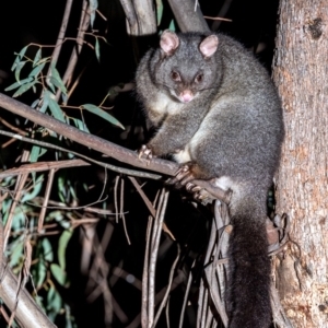 Trichosurus cunninghami at Cotter River, ACT - 20 Apr 2019 10:37 PM