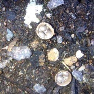 Cyathus olla at Fadden, ACT - 5 May 2019 01:15 PM