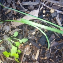 Cyathus olla at Fadden, ACT - 5 May 2019 01:15 PM